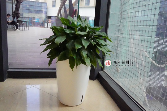 西安綠植租賃案例|西安嘉禾苗圃