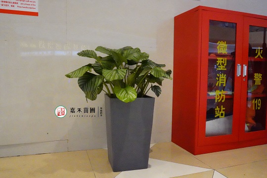 西安室內(nèi)綠植租賃|西安嘉禾苗圃