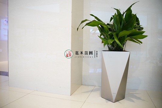 西安高端綠植租賃|西安嘉禾苗圃