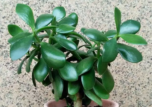 “燕子掌”玉樹爛根|西安嘉禾苗圃 “燕子掌”玉樹爛根|西安嘉禾苗圃