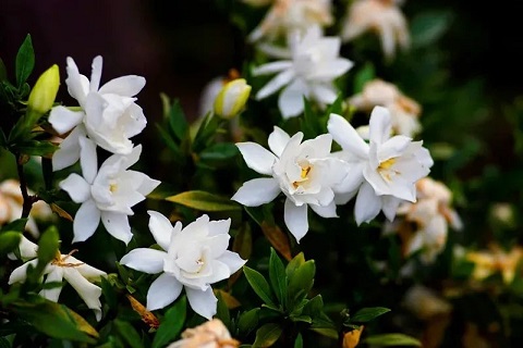 梔子花養(yǎng)護(hù)|西安嘉禾苗圃