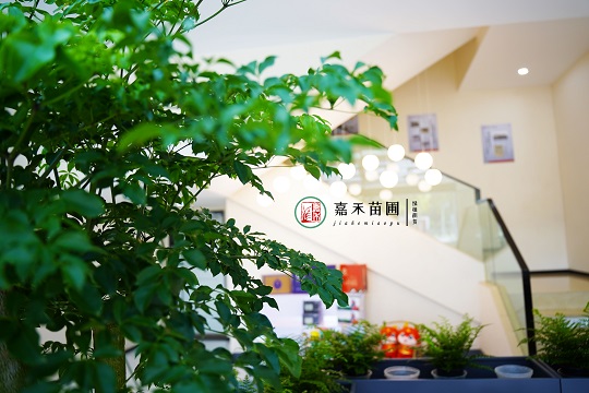 西安綠植租賃案例:西安嘉禾苗圃 西安綠植租賃案例:西安嘉禾苗圃