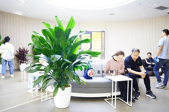 西安花卉租賃:西安嘉禾苗圃 西安花卉租賃:西安嘉禾苗圃