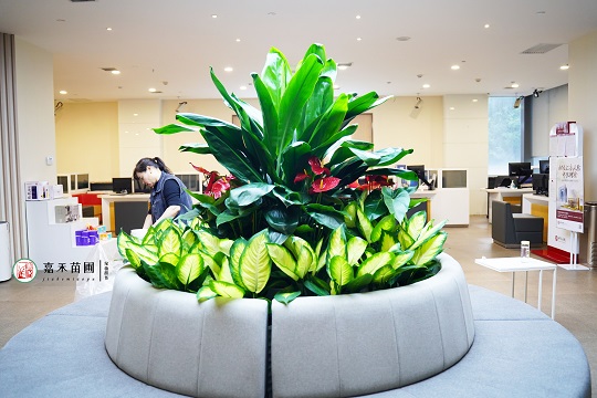 西安銀行花卉租擺:西安嘉禾苗圃 西安銀行花卉租擺:西安嘉禾苗圃