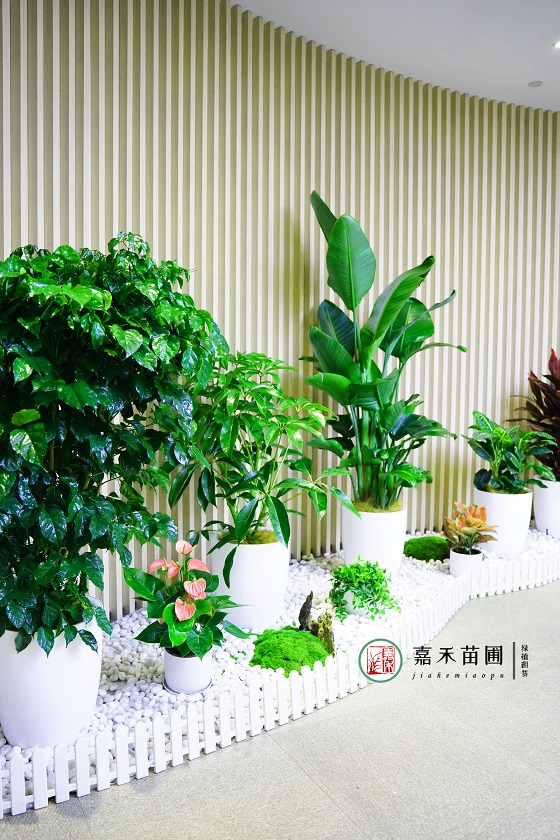 西安銀行綠植租賃:西安嘉禾苗圃 西安銀行綠植租賃:西安嘉禾苗圃