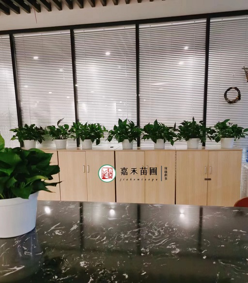 西安辦公室綠植租賃|西安嘉禾苗圃