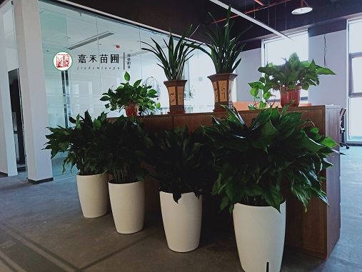 西安辦公室花卉租賃|西安嘉禾苗圃