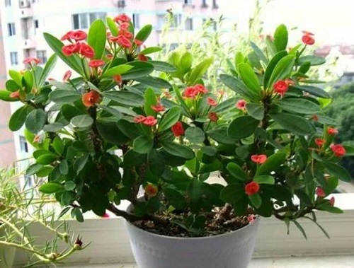 /UploadFiles/image/2024-11-20/673d9c66f116b.jpg 640 (1).jpg