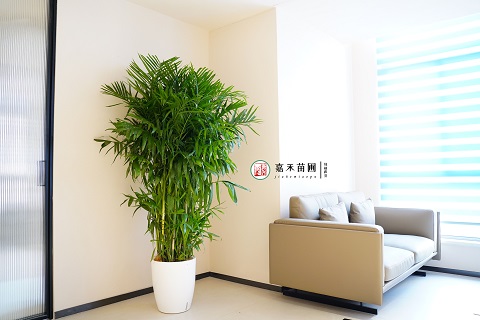 西安綠植租賃公司|西安嘉禾苗圃 西安綠植租賃公司|西安嘉禾苗圃