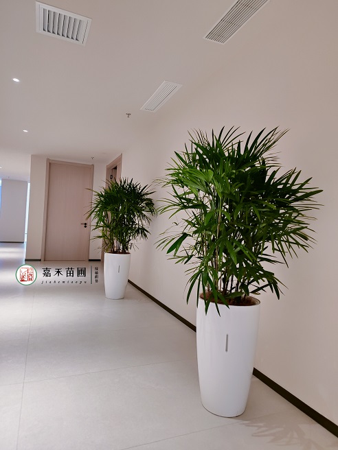 西安綠植租擺公司|西安嘉禾苗圃 西安綠植租擺公司|西安嘉禾苗圃