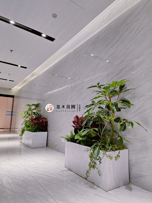 西安綠植租擺商家|西安嘉禾苗圃 西安綠植租擺商家|西安嘉禾苗圃