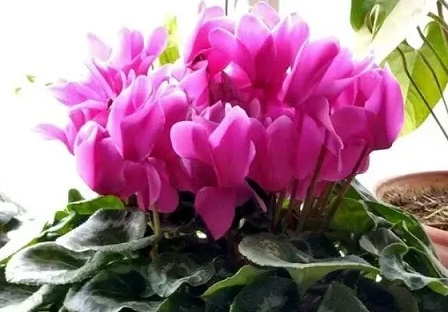 /UploadFiles/image/2025-01-15/6787551c062db.png 微信截圖_20250115142322.png