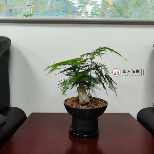 西安辦公室綠植租擺公司|西安嘉禾苗圃