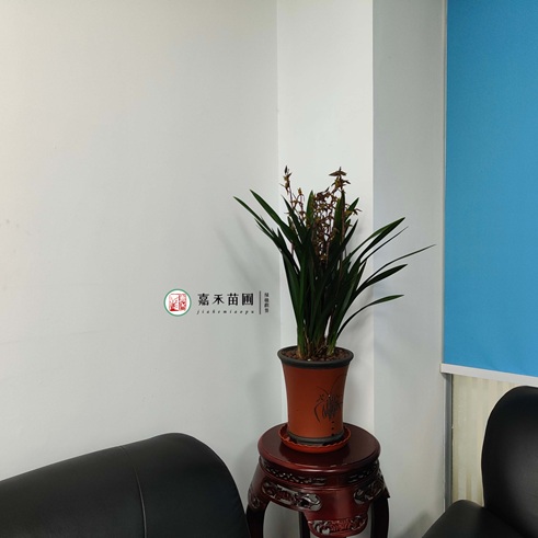 西安辦公室花卉租擺公司|西安嘉禾苗圃