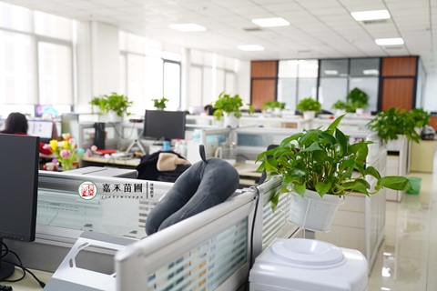 西安雁塔區(qū)辦公室綠植租賃|西安嘉禾苗圃