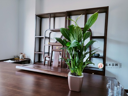 西安公司綠植租賃|15202909185西安嘉禾苗圃