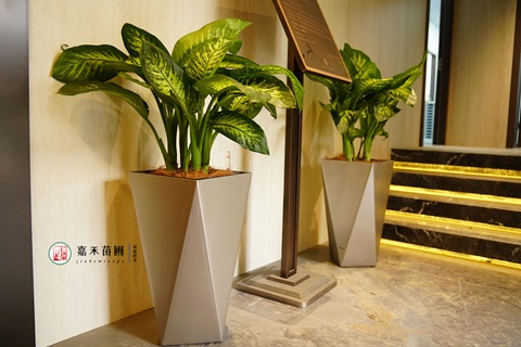 西安龍湖綠植租賃|西安嘉禾苗圃