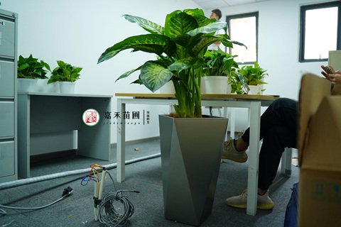 西安辦公室綠植租賃|西安嘉禾苗圃