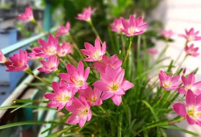 風(fēng)雨蘭種球養(yǎng)護(hù)|西安嘉禾苗圃綠植租賃