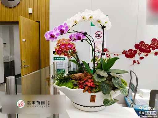 西安辦公室綠植租賃|西安嘉禾苗圃