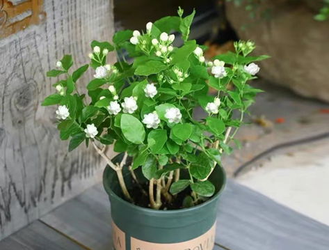 /UploadFiles/image/2025-07-28/68871bec3c3e4.png QQ20250728-143957.png