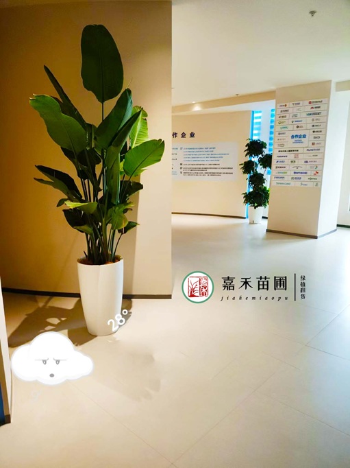 西安公司綠植租賃|西安嘉禾苗圃 西安公司綠植租賃|西安嘉禾苗圃