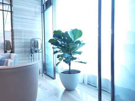 琴葉榕怎么養(yǎng)護(hù)|西安嘉禾苗圃綠植租賃 琴葉榕怎么養(yǎng)護(hù)|西安嘉禾苗圃綠植租賃