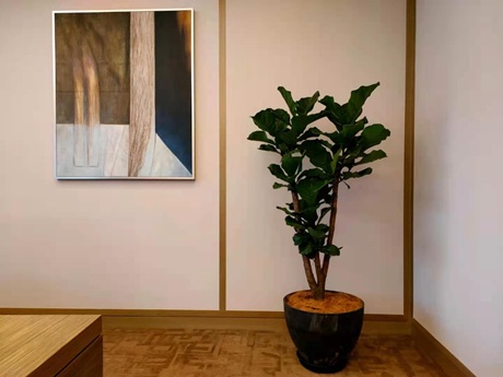 琴葉榕黃葉怎么辦|西安嘉禾苗圃綠植租賃 琴葉榕黃葉怎么辦|西安嘉禾苗圃綠植租賃