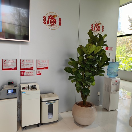 西安嘉禾苗圃綠植租賃琴葉榕擺放 西安嘉禾苗圃綠植租賃琴葉榕擺放