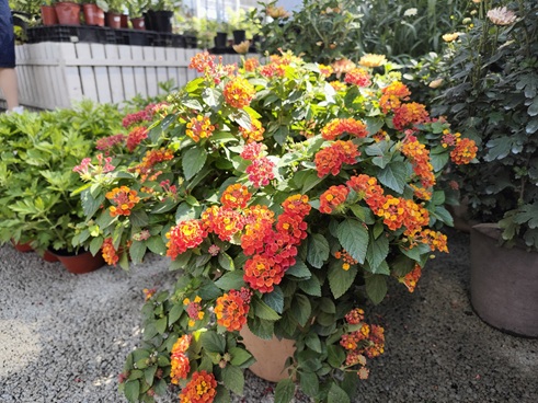 西安嘉禾苗圃花卉租擺