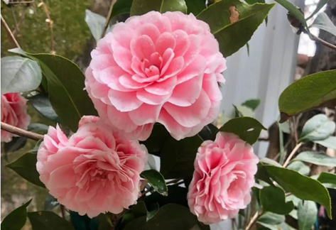 /UploadFiles/image/2025-12-20/69464bfa9a71b.png QQ20251220-150755.png