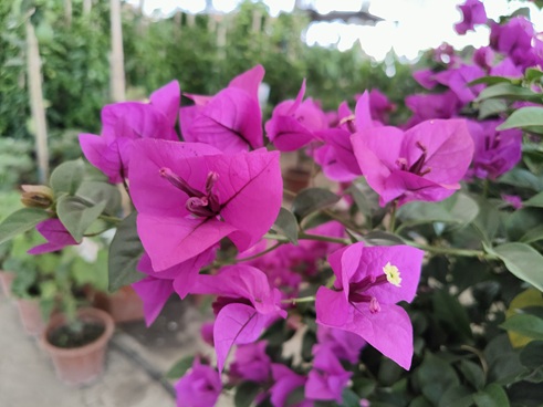 /UploadFiles/image/2026-01-27/697819e0289ad.jpg IMG20230609153558.jpg