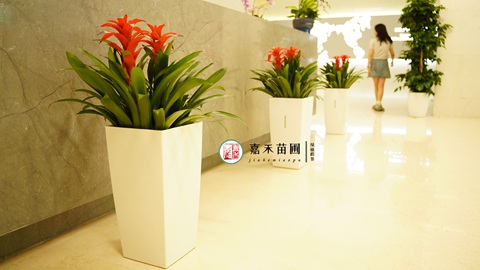 西安辦公室租綠植|西安嘉禾苗圃 西安辦公室租綠植|西安嘉禾苗圃