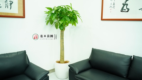 西安高新區(qū)綠植租擺|西安嘉禾苗圃 西安高新區(qū)綠植租擺|西安嘉禾苗圃