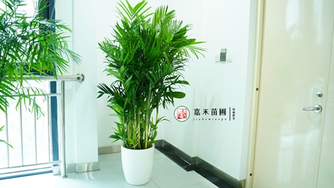 西安綠植租賃哪家好|西安嘉禾苗圃 西安綠植租賃哪家好|西安嘉禾苗圃